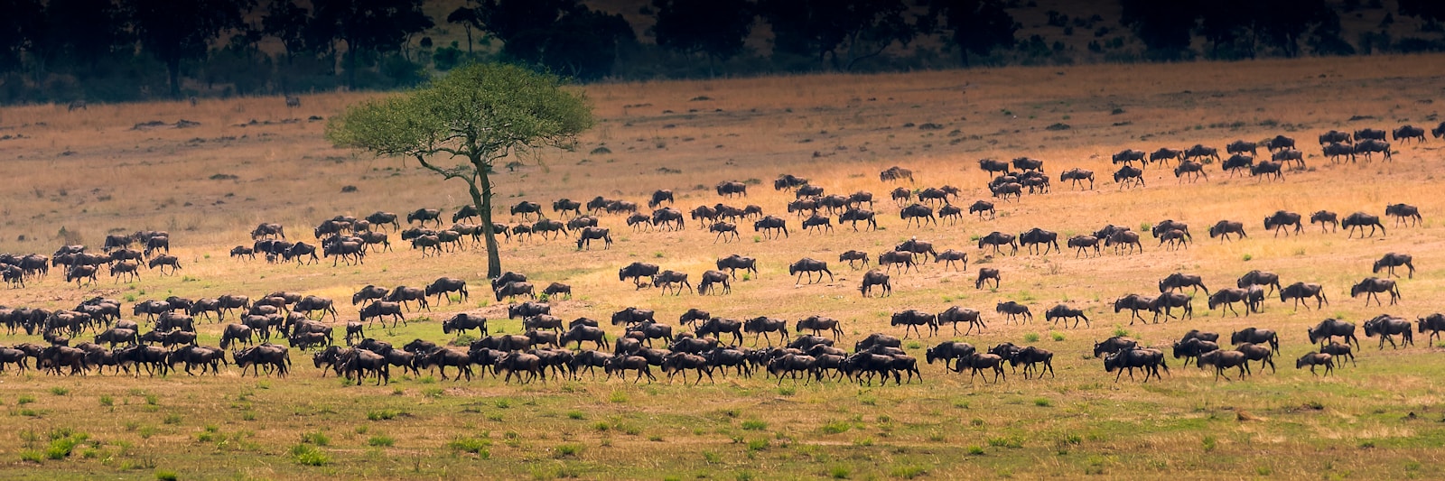 Antilopes - Serengeti