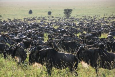 Serengeti en Tanzanie