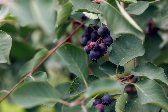 Pourquoi le Juneberry est-il la nouvelle tendance en matière de fruits exotiques ?