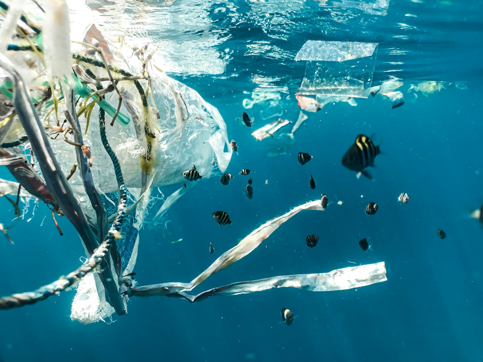 Actualité environnementale
