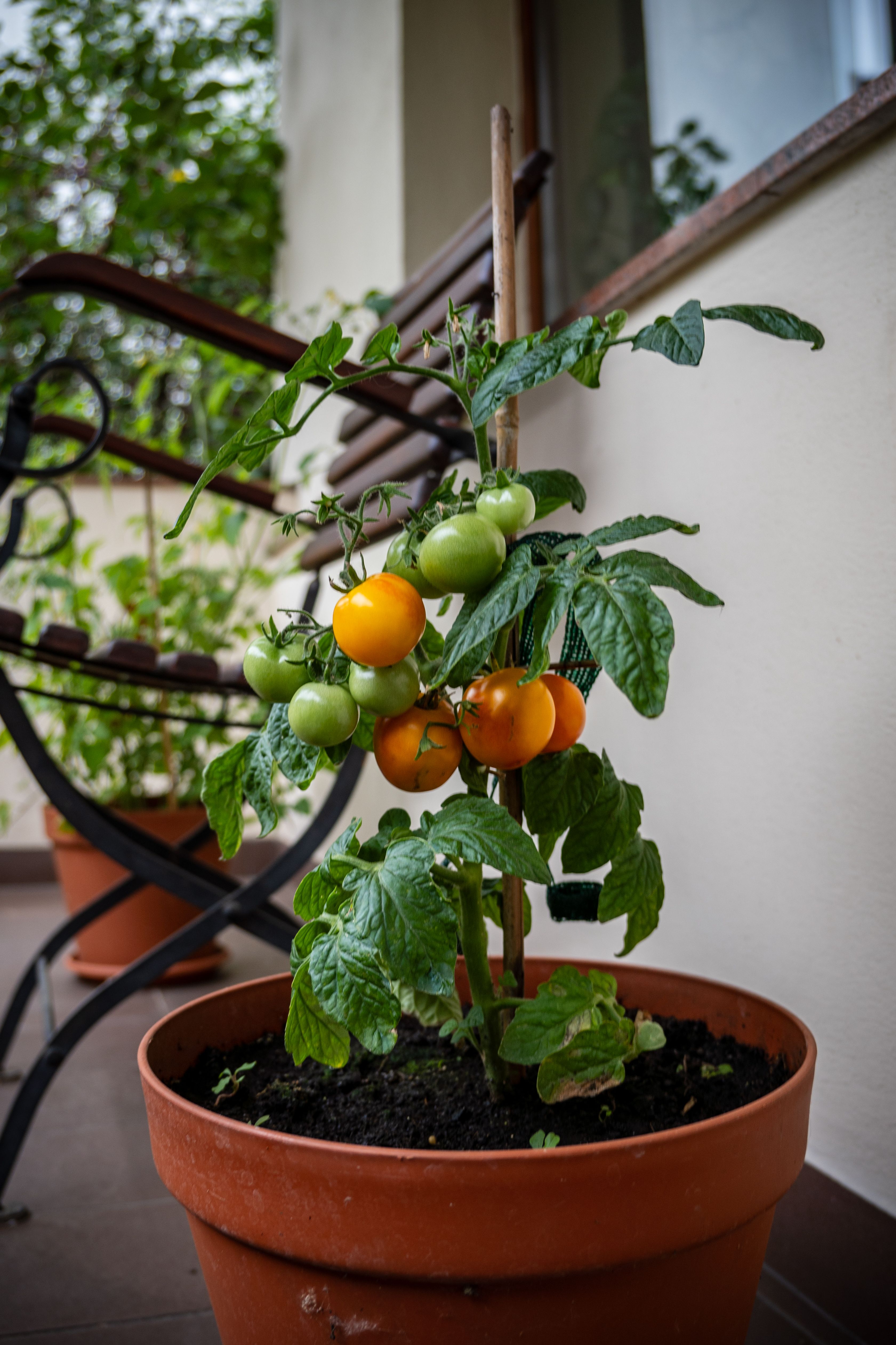 Pourquoi le jardinage urbain transforme les villes ?